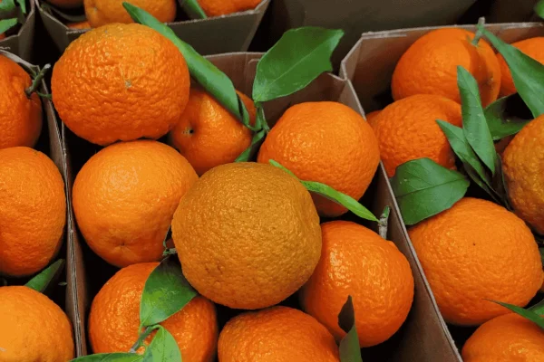 CLEMENTINE CORSE 2.5KG - Vins Rouges Harmonieux pour Chaque Occasion