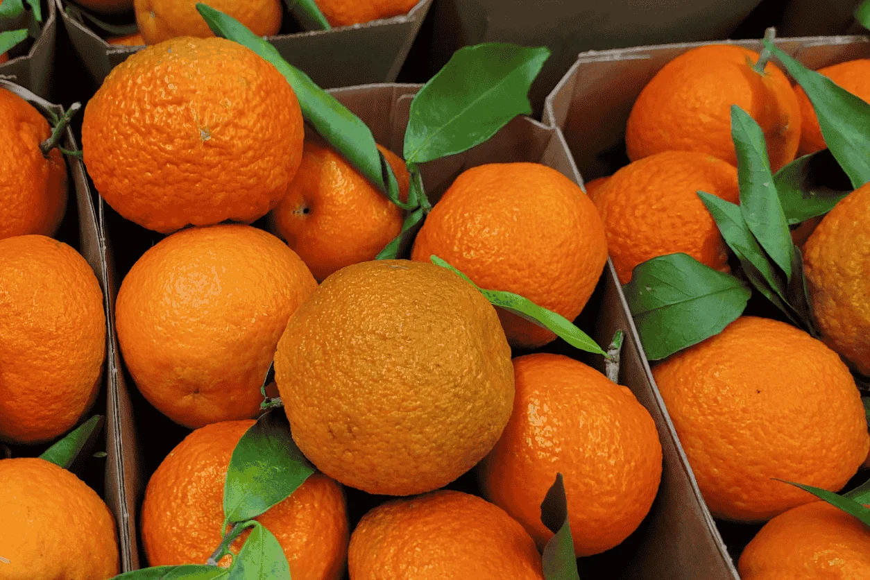 CLEMENTINE CORSE 2.5KG - Vins Rouges Harmonieux pour Chaque Occasion CLEMENTINE CORSE 2.5KG - Vins Rouges Harmonieux pour Chaque Occasion
