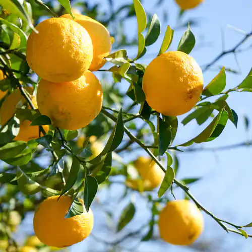 Citronnier rustique Yuzu &lsquo;n°1&rsquo; - Vins Rouges Harmonieux pour Chaque Occasion