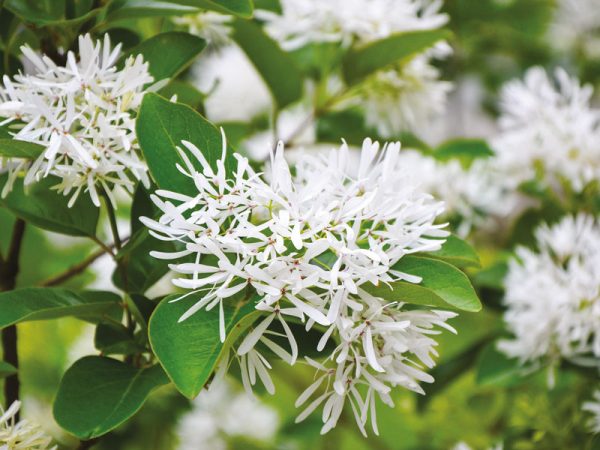 CHIONANTHUS virginicus - Vins Rouges Harmonieux pour Chaque Occasion