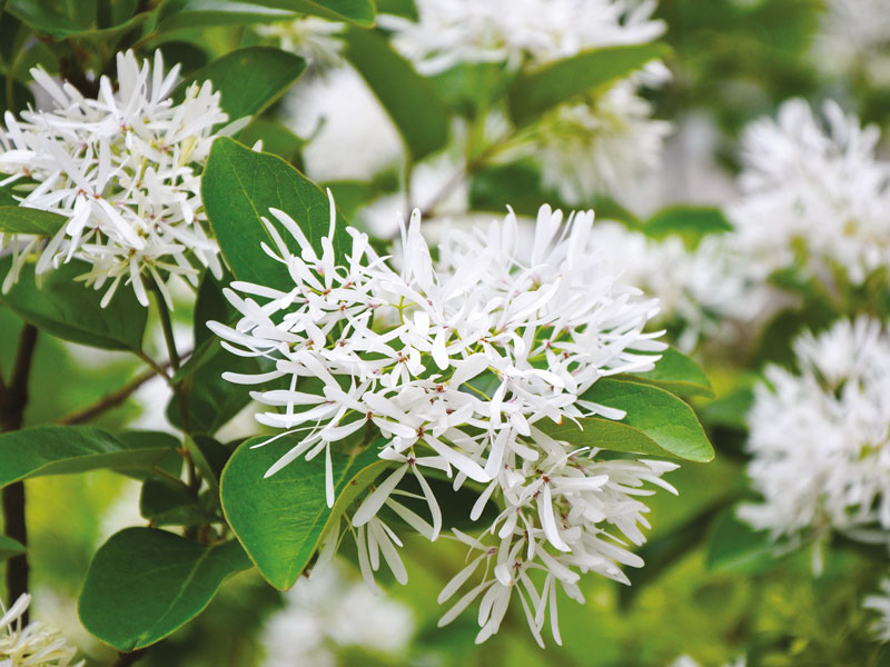 CHIONANTHUS virginicus - Vins Rouges Harmonieux pour Chaque Occasion CHIONANTHUS virginicus - Vins Rouges Harmonieux pour Chaque Occasion