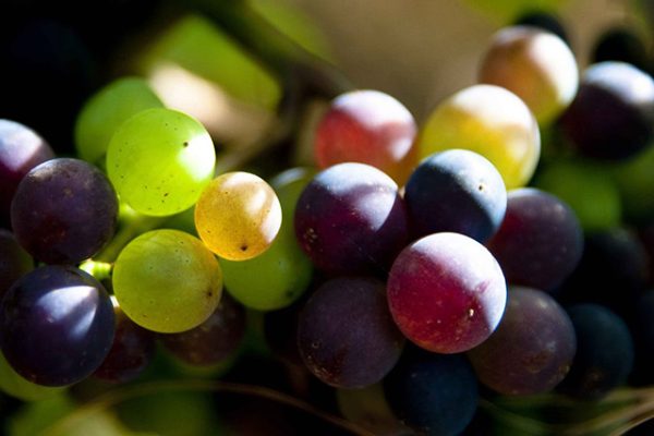 Carton Dégustation « Blanc de Noirs » - Vins Rouges Harmonieux pour Chaque Occasion