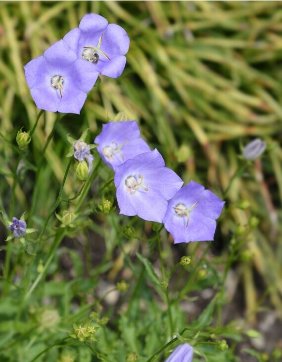 Campanula carpatica Blaue Clips – Campanule des Carpates - Vins Rouges Harmonieux pour Chaque Occasion Campanula carpatica Blaue Clips – Campanule des Carpates - Vins Rouges Harmonieux pour Chaque Occasion
