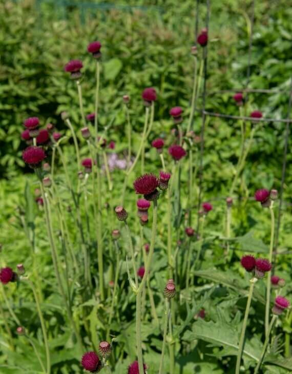 Cirsium rivulare ‘Atropurpureum’ – Cirse des rivières - Vins Rouges Harmonieux pour Chaque Occasion Cirsium rivulare ‘Atropurpureum’ – Cirse des rivières - Vins Rouges Harmonieux pour Chaque Occasion