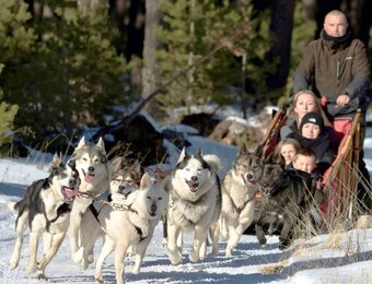 Balade en Chiens de traineau - Vins Rouges Harmonieux pour Chaque Occasion