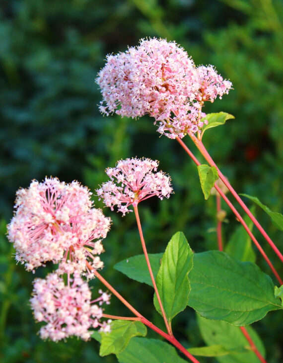 Ceanothus Marie Simon – Céanothe – Lilas de Californie - Vins Rouges Harmonieux pour Chaque Occasion Ceanothus Marie Simon – Céanothe – Lilas de Californie - Vins Rouges Harmonieux pour Chaque Occasion