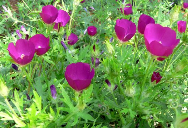 Callirhoe involucrata - Vins Rouges Harmonieux pour Chaque Occasion