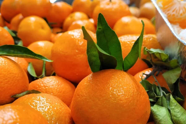 CLEMENTINE FEUILLE - Vins Rouges Harmonieux pour Chaque Occasion
