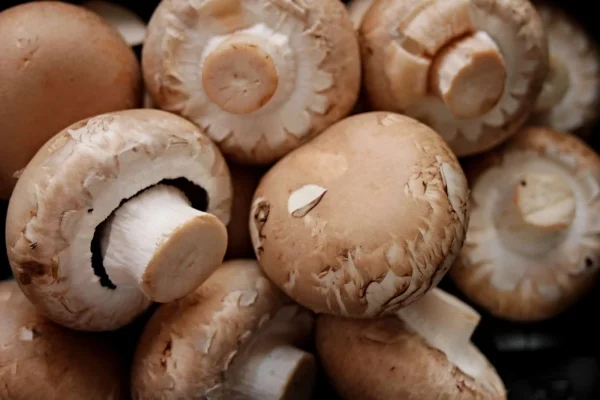 CHAMPIGNONS DE PARIS BRUN BIO - Vins Rouges Harmonieux pour Chaque Occasion